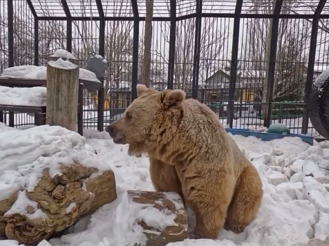 Из-за резкого потепления в красноярском «Роевом ручье» раньше времени проснулся медведь Памир. Скриншот: Роев ручей