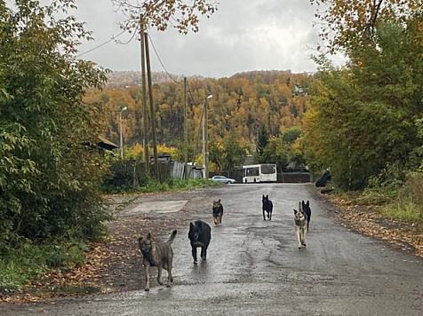 В Красноярске отловили 834 бездомных собаки. Куда жаловаться на агрессивных животных. Фото: мэрия Красноярска