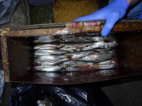 В Красноярском крае браконьер выловил рыбы на четверть миллиона. Фото: 24.мвд.рф