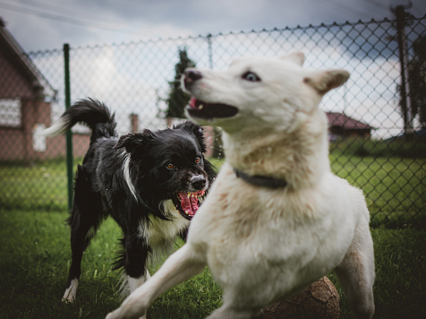 В Минусинске еще у двух домашних собак обнаружили бешенство. Фото: "Unsplash" 