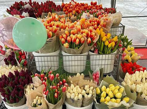 В Красноярске объявили охоту на незаконных продавцов тюльпанов