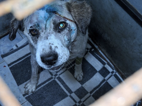 Грабителей, изрубивших сторожевую собаку в Красноярске, отправили домой. Фото: куратор Евы Елена Шушеначева