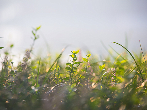 Каким будет лето в 2023 году в Красноярске?. Фото: ru.freepik.com