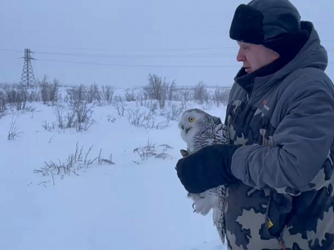 В Норильске спасли попавшую в вентиляцию полярную сову. Фото: telegram-канал Минэкологии края