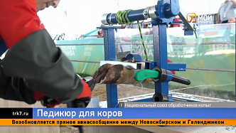 Студентки сельхозтехникума из Красноярского края сделали лучший «педикюр» на коровьих копытах