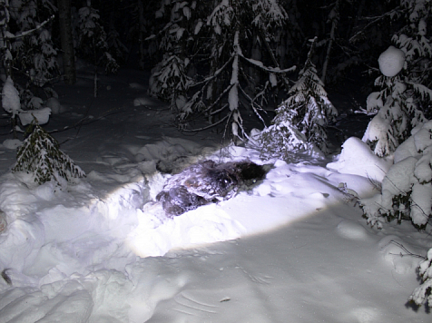 В Красноярском крае вахтовика задержали за браконьерство. Фото: 24мвд.ру