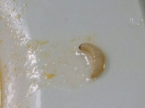 Биолог определила вид попавшего в суп школьника червяка. Это не плодожорка					     title=