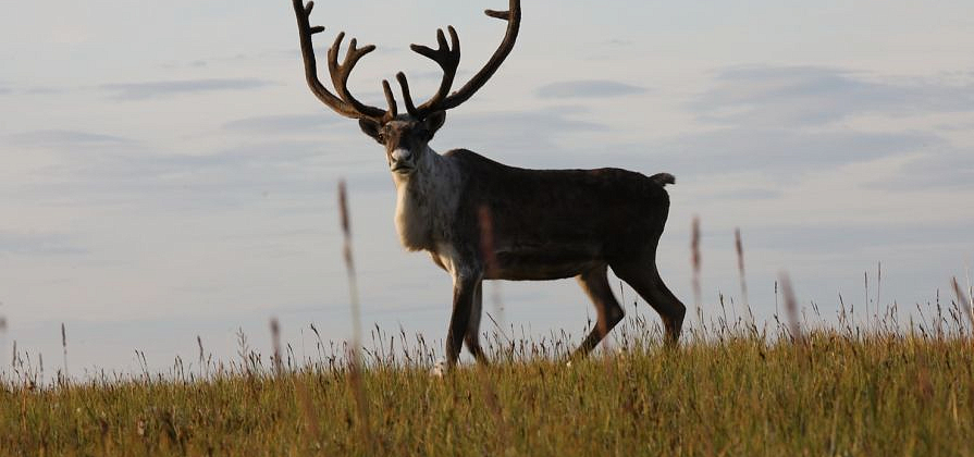 Бюджетная поддержка оленеводства в Эвенкии привела к обратному эффекту