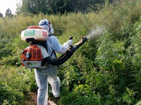 Полиция уничтожила 3 гектара марихуаны. Фото: 24.мвд.рф