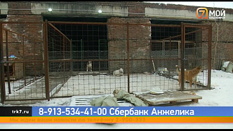 В Красноярске за долги закрывают приют «Алькин дом» с 500 собак 