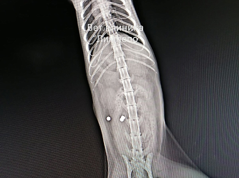 Красноярская полиция ищет стрелка из пневматики по кошке. Фото: «Лимпопо»