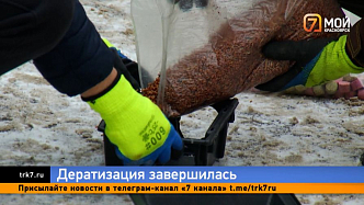 Дератизация в Красноярске завершилась — были ли отравления среди домашних животных?