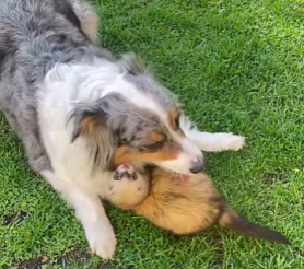 В «Гремячей гриве» нашли ручного хорька