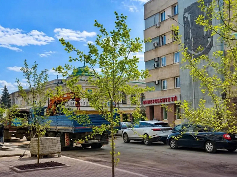 В центре Красноярска началась высадка деревьев. Фото: мэрия Красноярска