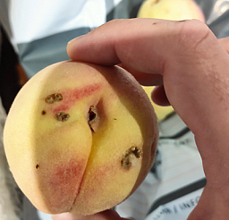 Больше полутора тонн зараженных персиков изъяли на рынке «Южный» в Красноярске