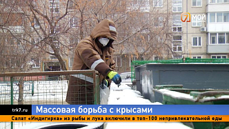 В Красноярске начали массово травить крыс во всех районах города