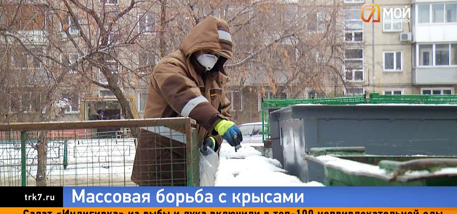 В Красноярске начали массово травить крыс во всех районах города