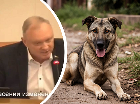 Красноярский депутат предложил отправлять агрессивных собак в зону СВО. Фото/видео: Заксобрание/ Shedevrum