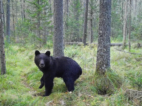 Красноярский край вошел в первую тройку самых опасных по медведю регионов. Фото: нацпарк Столбы