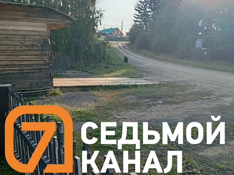 Медведи атакуют Красноярский край: хищники утаскивают собак и подходят к школам. Фото: 7 канал Красноярск