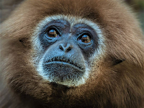 Гиббон-долгожитель в красноярском зоопарке празднует день рождения. Фото: «Роев ручей»