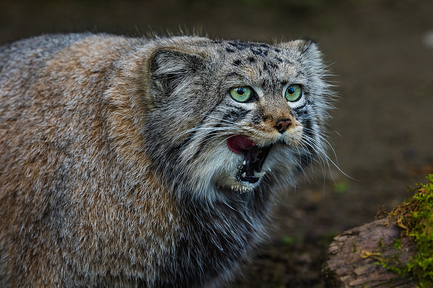 /upload/resize_cache/iblock/51d/855_641_1/kb3ph8xvmbsnqo0dzboz515p45xudx4j.jpg