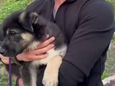 Щенок из красноярского приюта снялся с известными актерами в новой серии сериала «Ронин». Фото/видео: "Енисей кино" / Premier