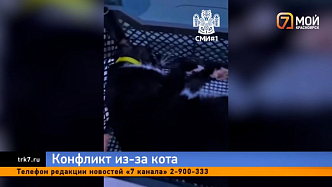 «Это она его отравила» — жительница Красноярского края обвинила соседку в гибели любимого кота