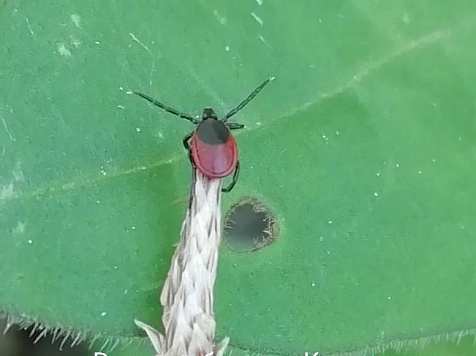 Второй случай эрлихиоза в Красноярском крае. Фото: Роспотребнадзор