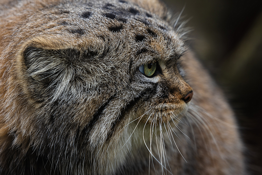 /upload/resize_cache/iblock/565/855_641_1/6diuibhvi8tr5b6fh9be71ipgelkk1rv.jpg
