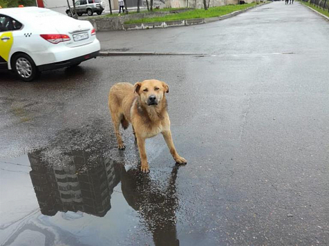 В Красноярске стали меньше жаловаться на бродячих собак. Фото: admkrsk.ru