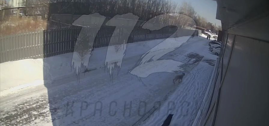 В Красноярске возбудили дело после нападения собаки на ребенка