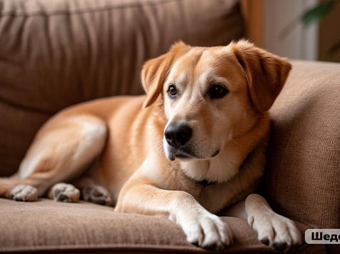 Красноярцам рассказали, как защитить домашних питомцев от клещей . Фото: Шедеврум