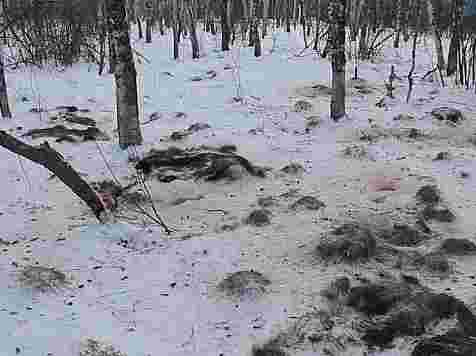 Банда на снегоходах устроила жестокий массовый отстрел кабанов на западе края (фото). Фото: nazarovo-online.ru