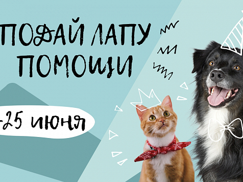 В Красноярске стартовала благотворительная акция «Подай лапу помощи». Фото: «Город Красноярск»