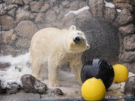 Красноярцам рассказали истории спасения обитателей «Роева ручья». Фото: «Роев ручей»