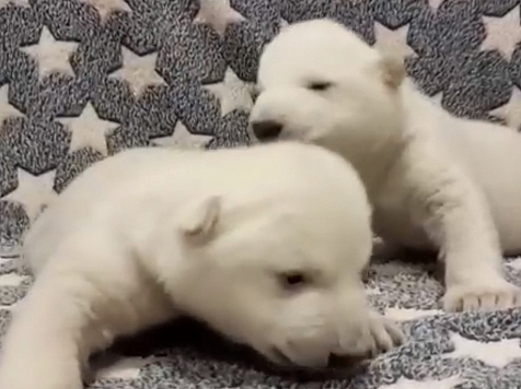 Потомство красноярского белого медведя Командора Седова покоряет Интернет. Фото, видео: https://www.instagram.com/safari_park_gelendzhik/?hl=ru