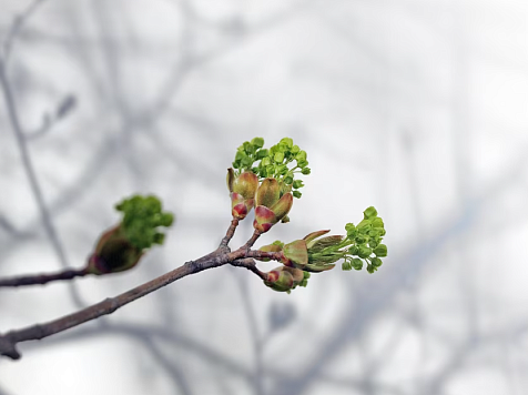 В Красноярске 11 мая в четверг потеплеет до +16°C. Фото: ru.freepik.com