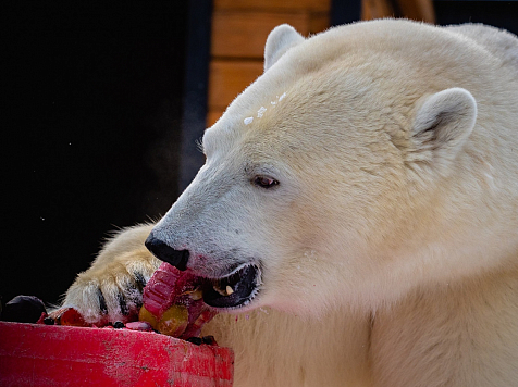 В красноярском зоопарке в честь наступления зимы белых медведей накормили тортом. Фото: vk.com/roevzoo
