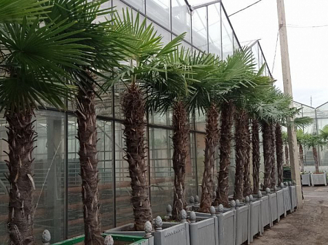 Красноярские пальмы вывели на улицу после зимовки: новых среди них нет . Фото: Telegram/Управление зелёного строительства