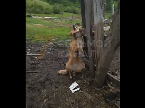 Под Красноярском нелюди повешали собаку: видео 18+. Фото, видео: Наталья О.