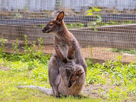 Красноярцев просят придумать имя кенгурёнку из «Роева ручья». Фото: «Роев ручей» 