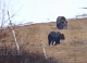 Упитанные медведи держат в страхе жителей севера Красноярского края
