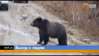 За неделю в окрестностях Дивногорска медведи выходили к людям 8 раз
