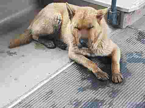 Упитанный пес вторую неделю катается на красноярских автобусах (фото). Фото: vk.com/lapushki_help