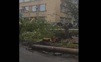 Красноярцы жалуются на вырубку деревьев на улице Маерчака