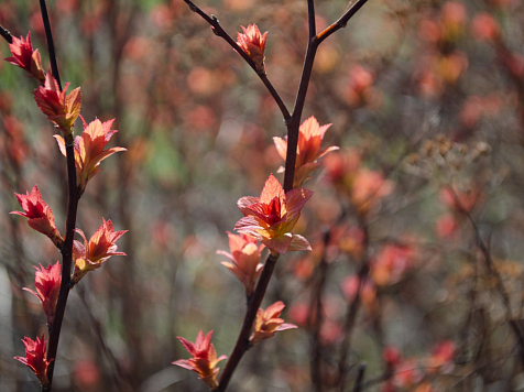 Летняя погода в Красноярске «опоздала» на день. Фото: JN PHOTOS / VK