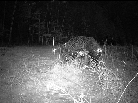 В нацпарке на юге Красноярского края впервые за 25 лет засняли кабана. Фото: «Шушенский бор»