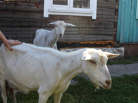 Подростки украли кур и коз у соседей ради собственного бизнеса в Красноярском крае. Фото: МВД по Красноярскому краю