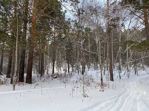 В Красноярске 27 февраля ожидается до -5 градусов мороза . Фото: Александр Рив 